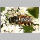 Stratiomys singularior - Waffenfliege 02 13mm.jpg